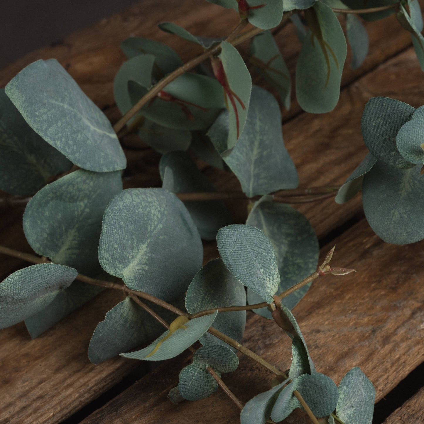Variegated Eucalyptus image 2