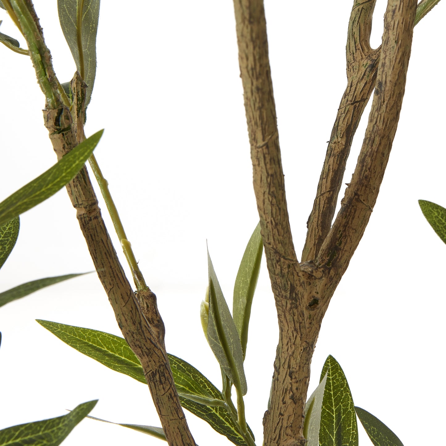 Apulia Olive Tree In White Pot 210Cm image 2