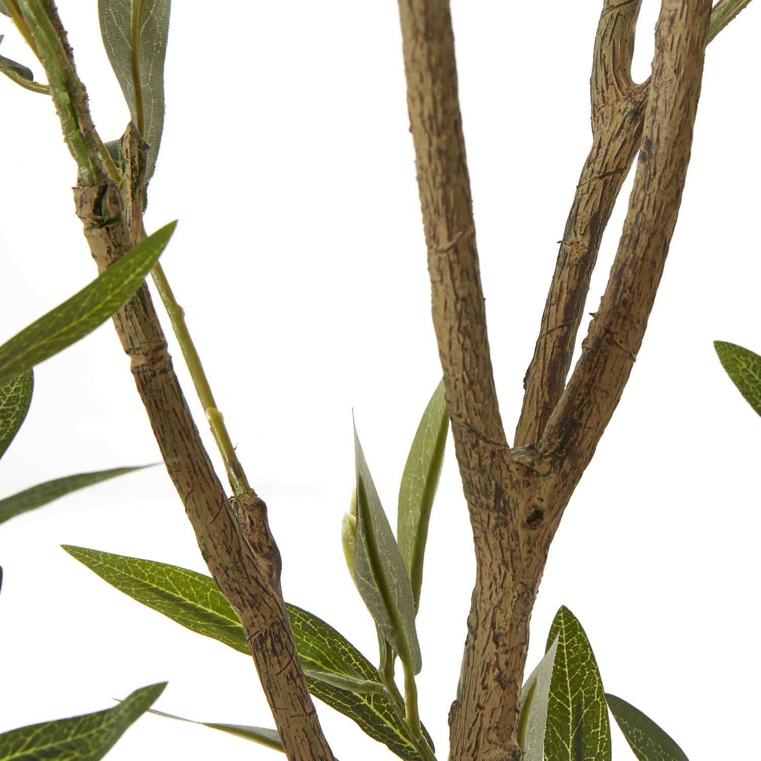 Apulia Olive Tree In White Pot 210Cm image 2