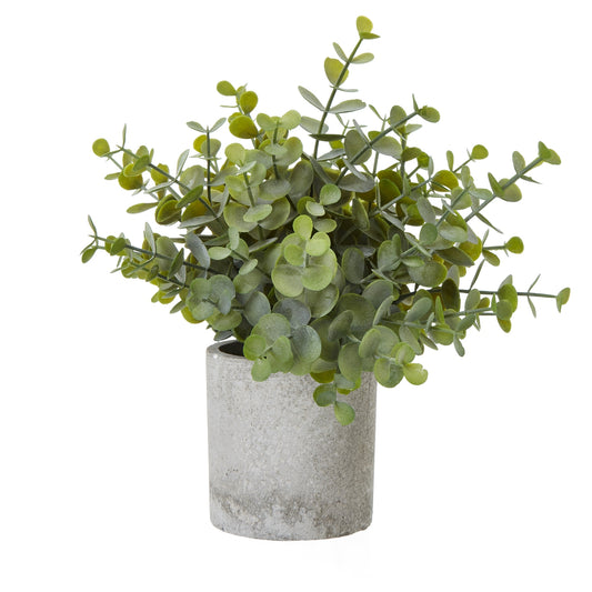 Small Button Eucalyptus Plant In Grey Pot image 0
