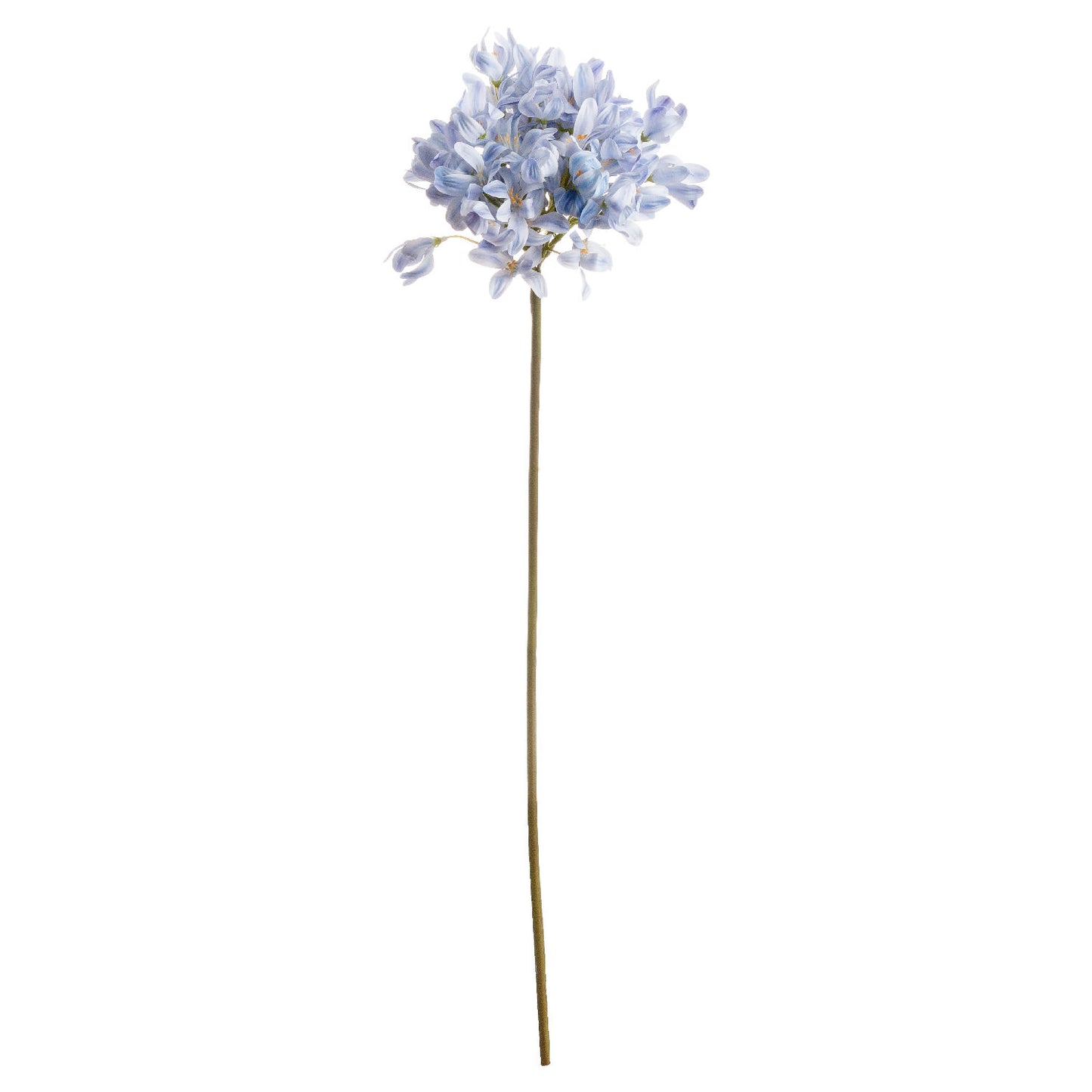 Light Blue Large Headed Agapanthus image 1