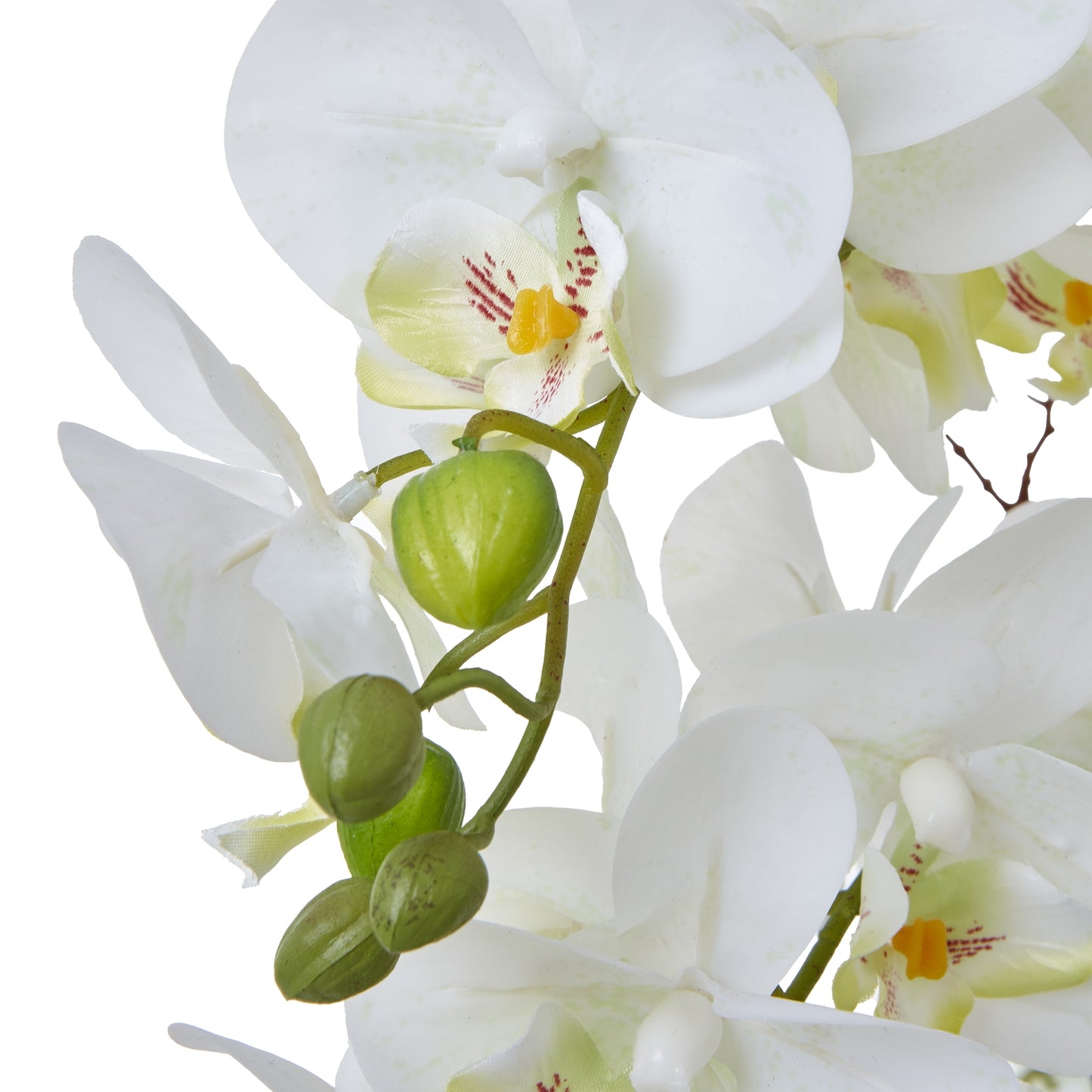 Large White Orchid In Ceramic Pot image 1
