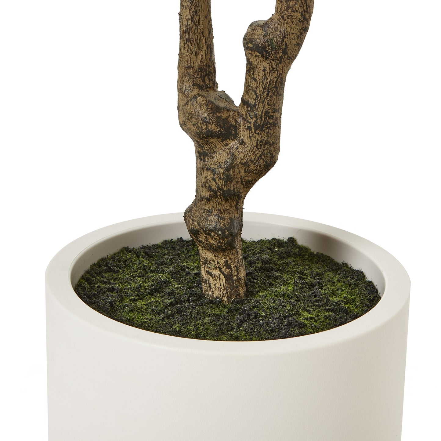 Apulia Olive Tree In White Pot 210Cm image 3