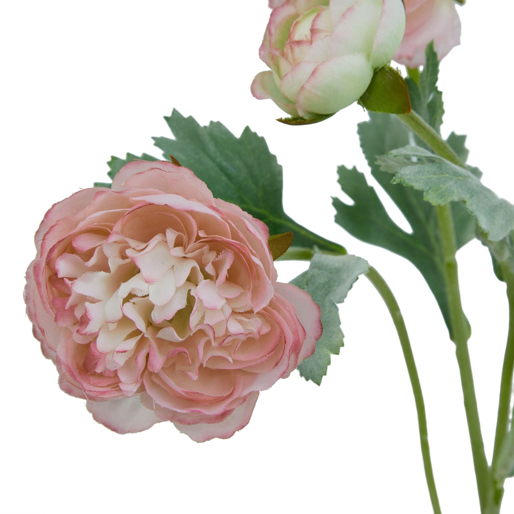 The Natural Garden Collection Pink Ranunculus image 1