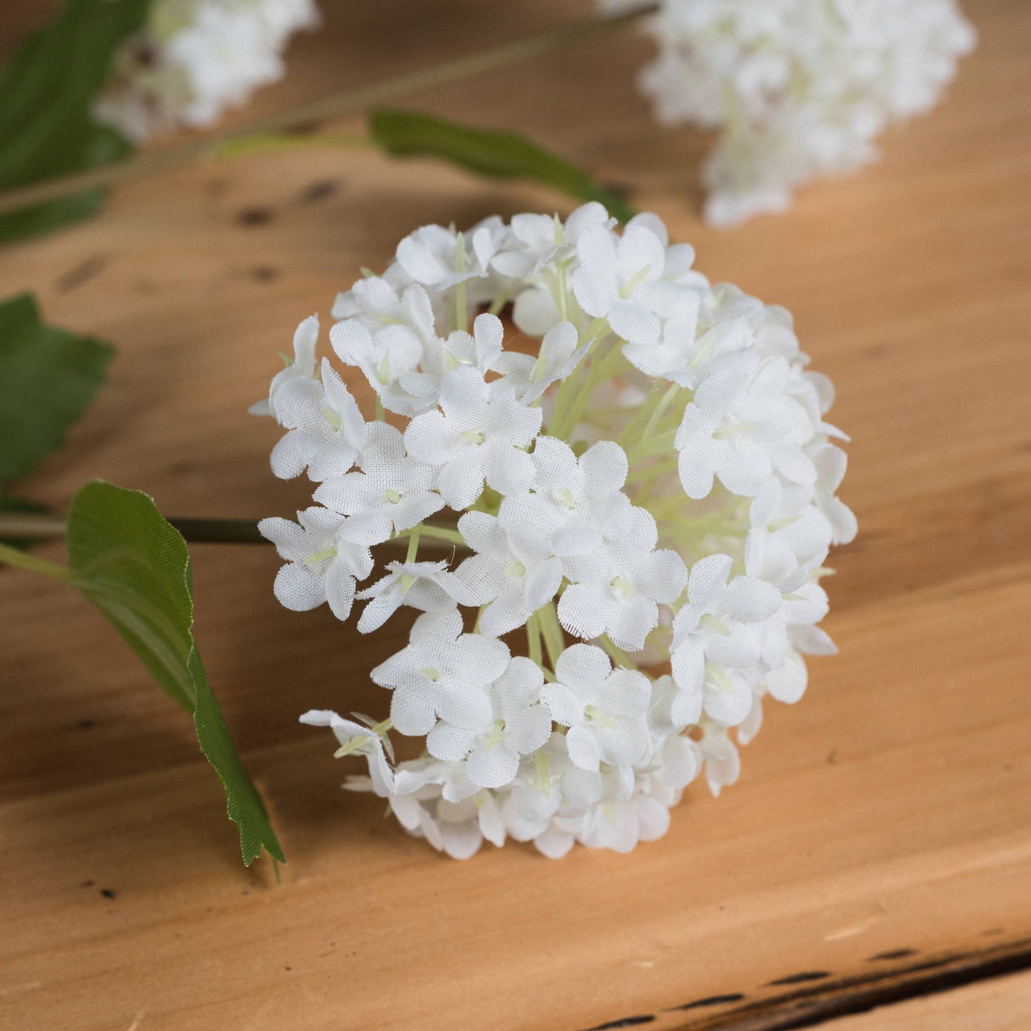 Viburnum Opulus image 2