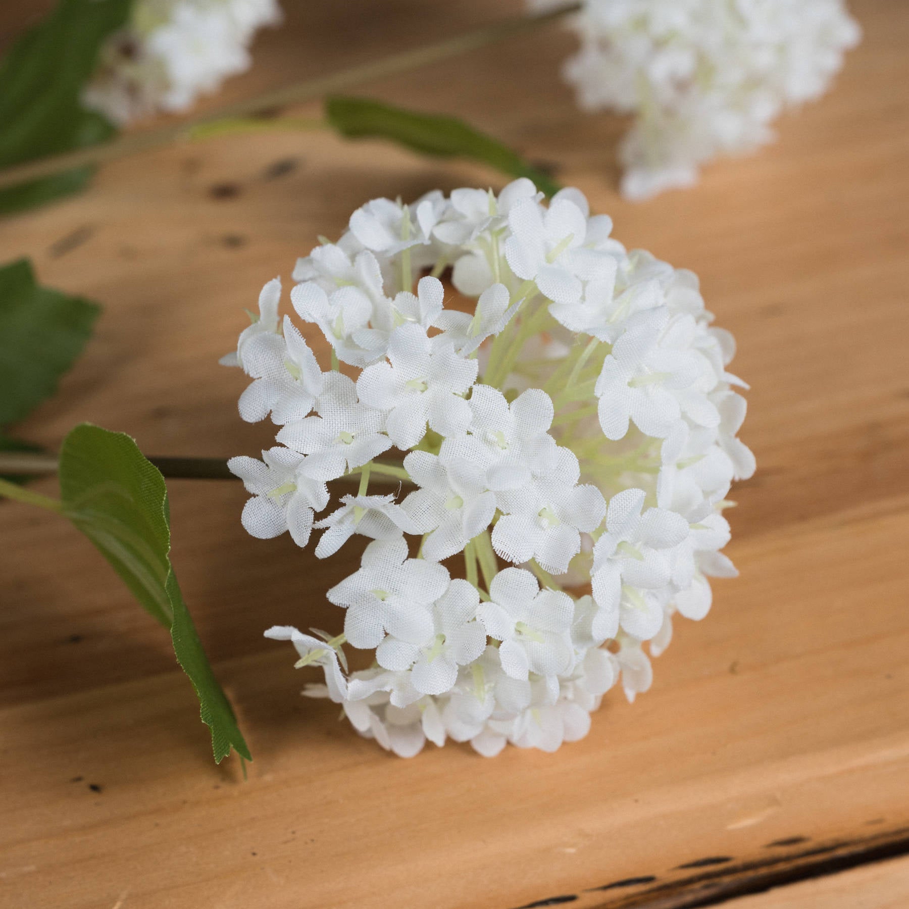 Viburnum Opulus image 2