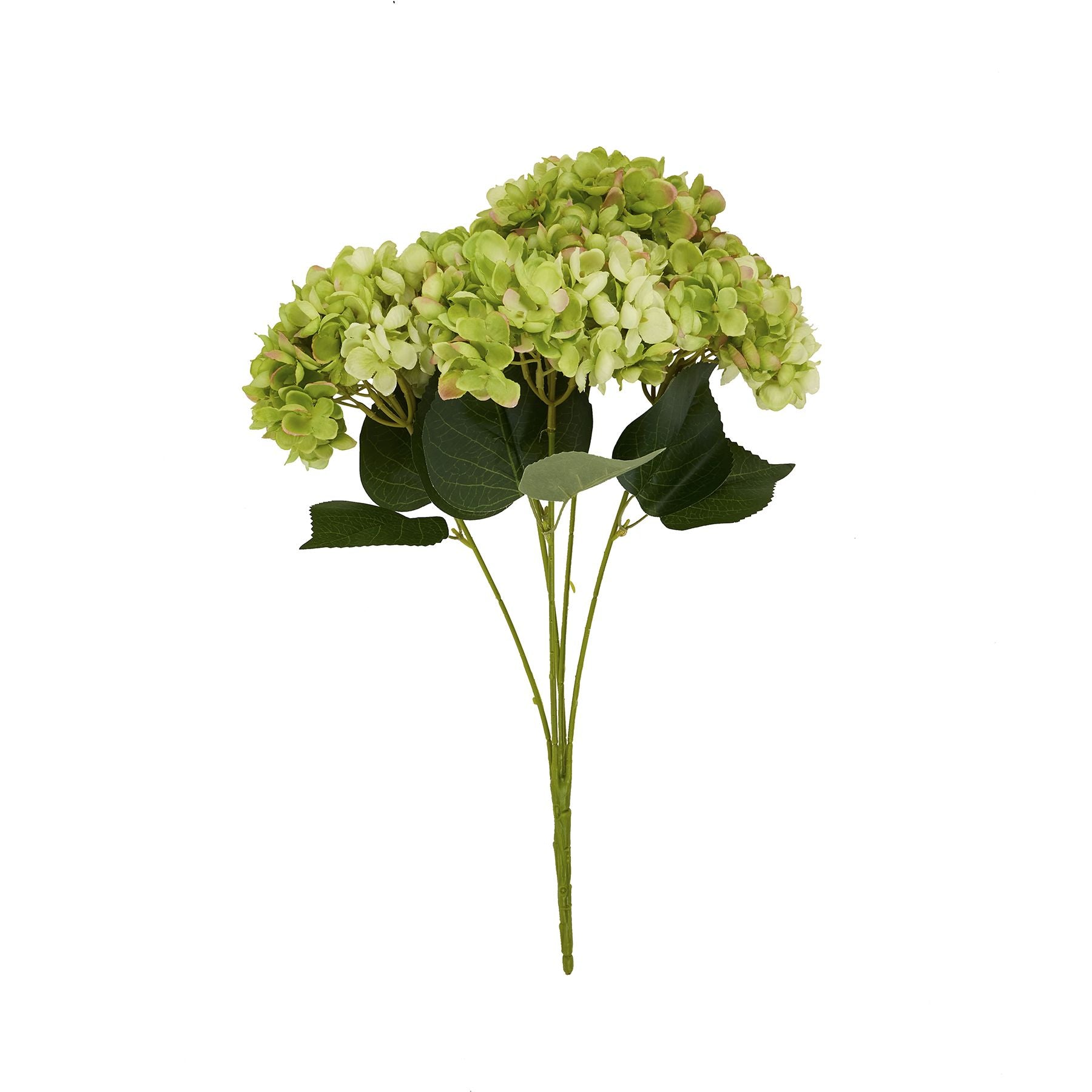 Green Hydrangea Bunch image 3