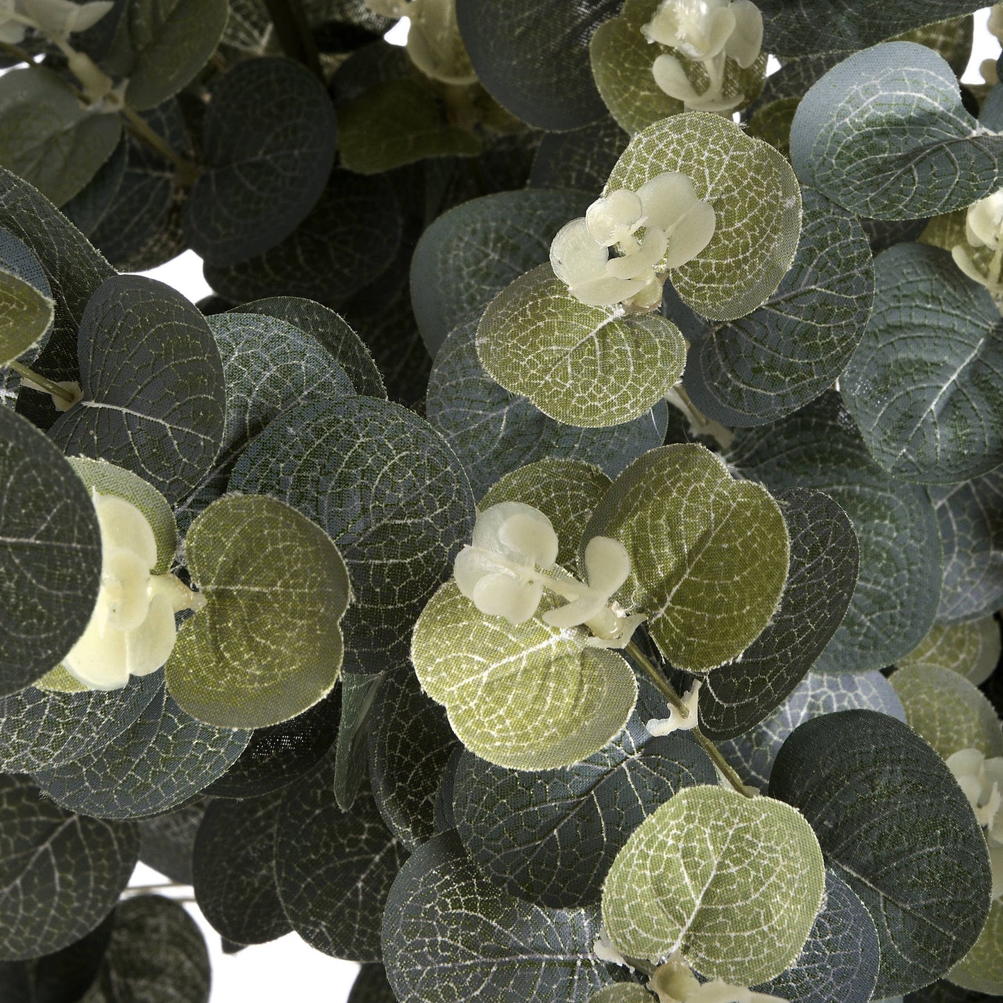 Eucalyptus Spray image 4
