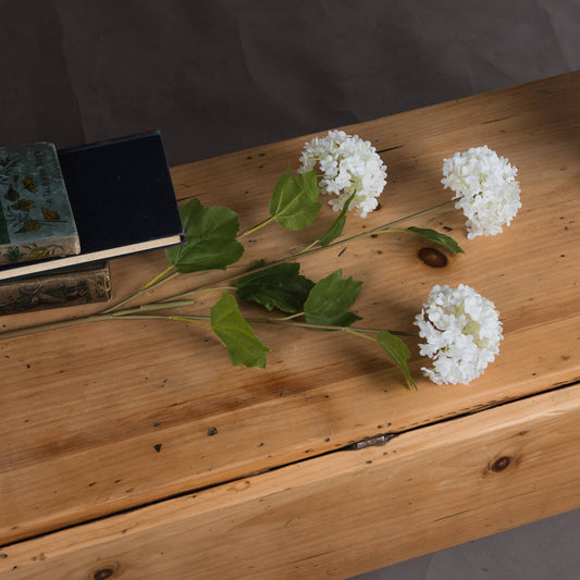 Viburnum Opulus image 1