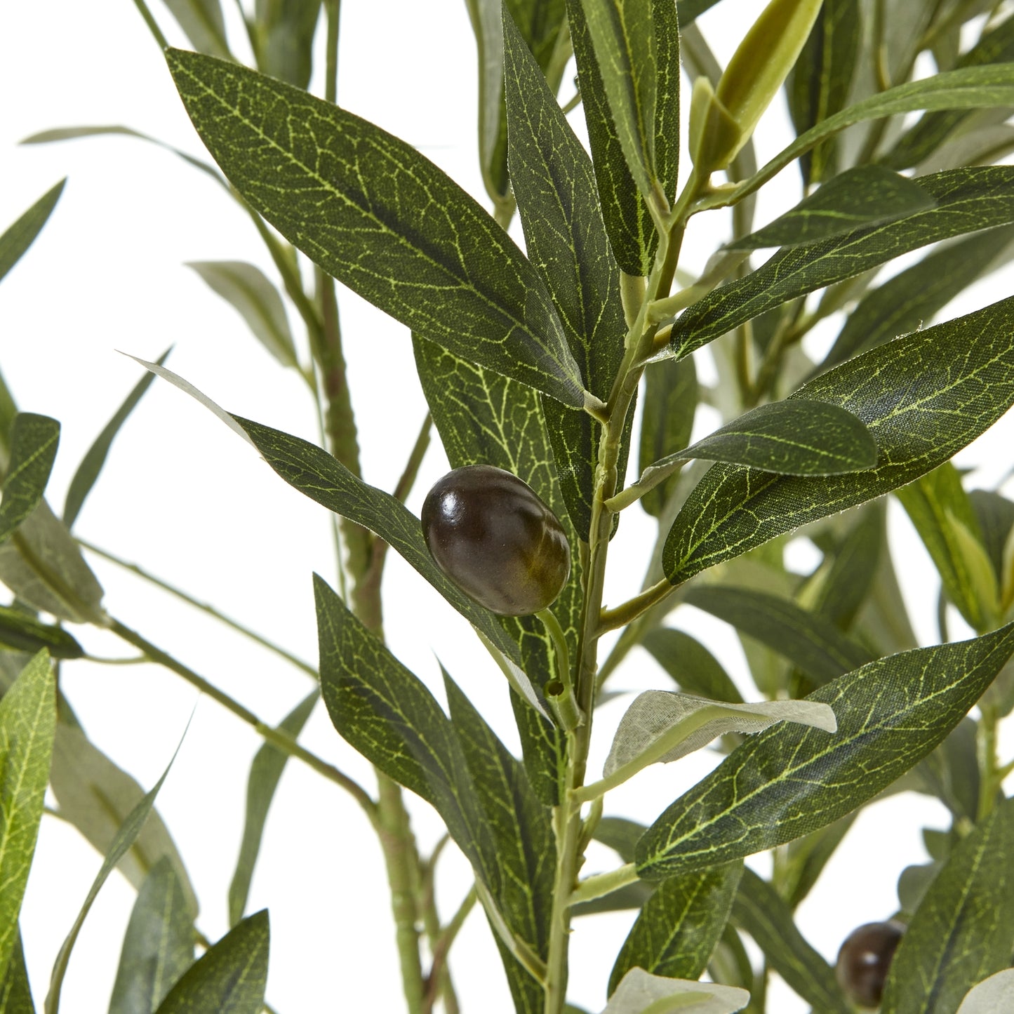 Apulia Olive Tree In White Pot 150Cm image 1