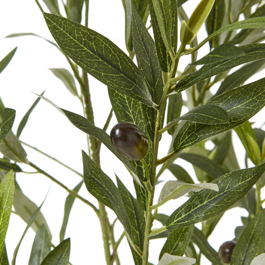 Apulia Olive Tree In White Pot 150Cm image 1