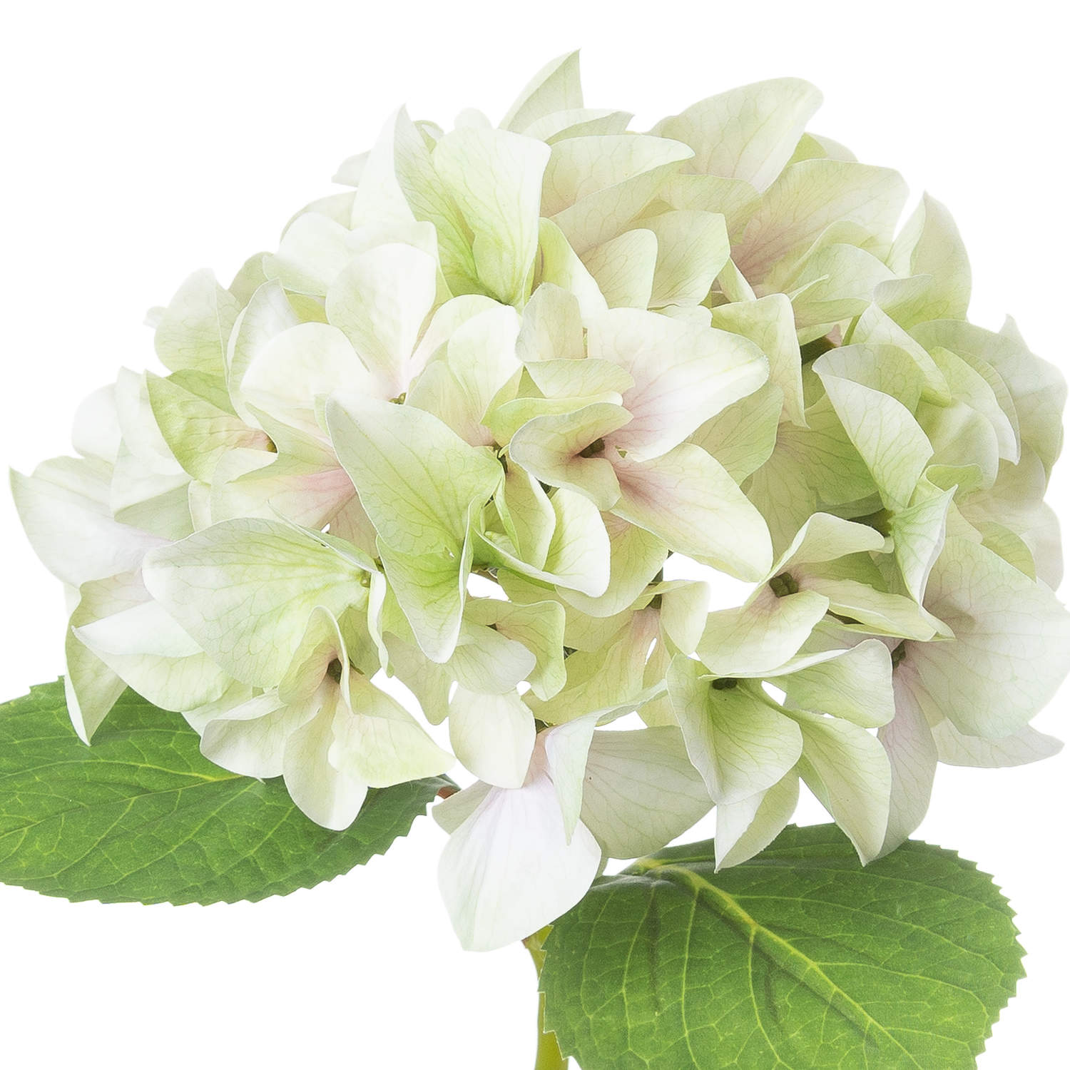 Shabby Green Single Hydrangea image 2