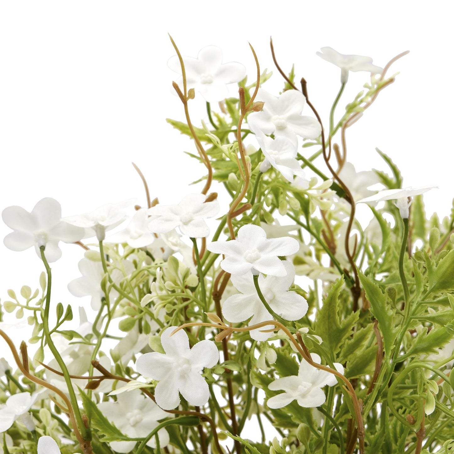 Italian White Bellflower image 1