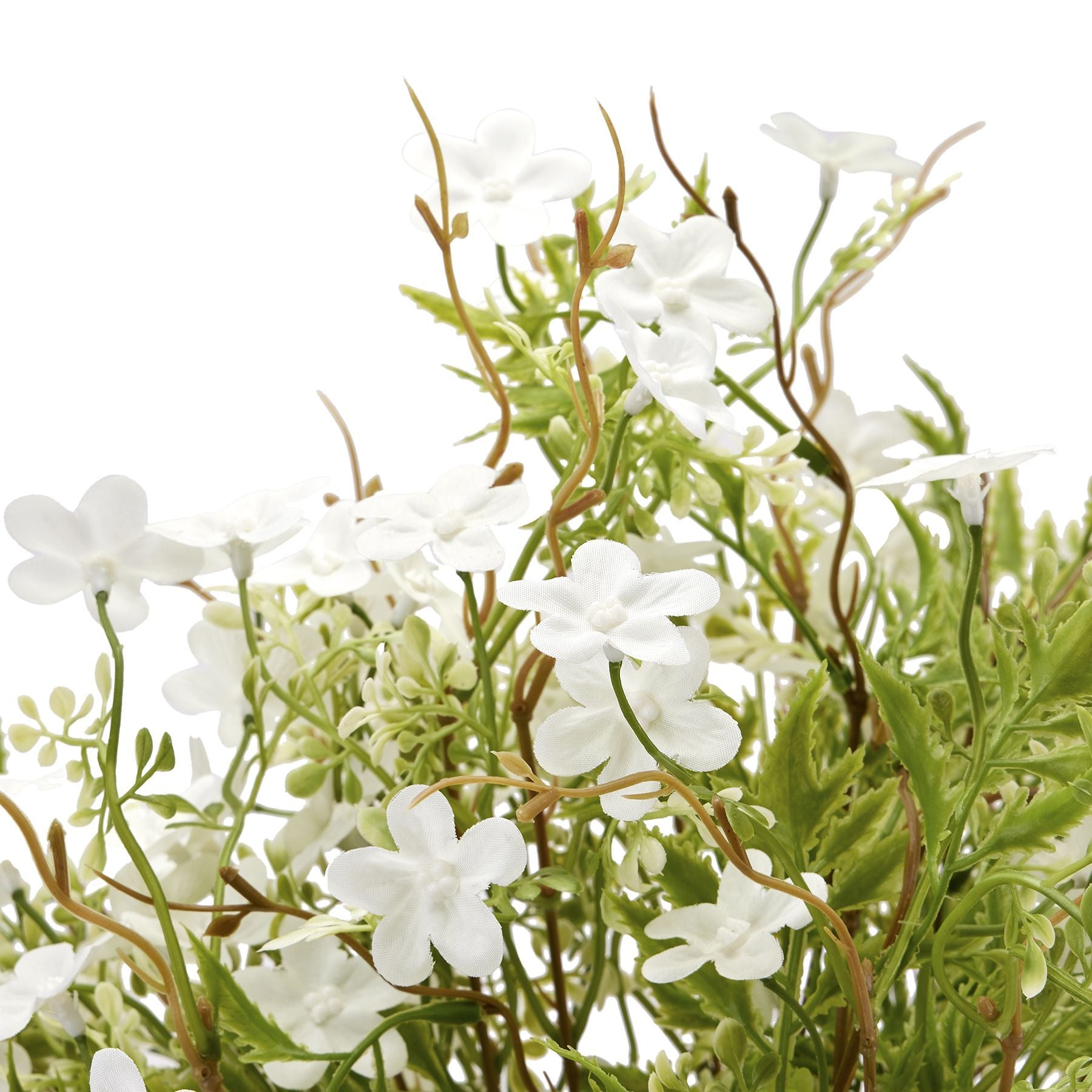 Italian White Bellflower image 1