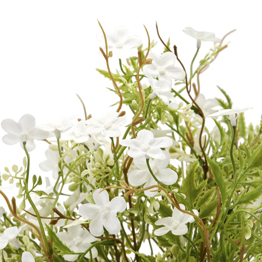 Italian White Bellflower image 1