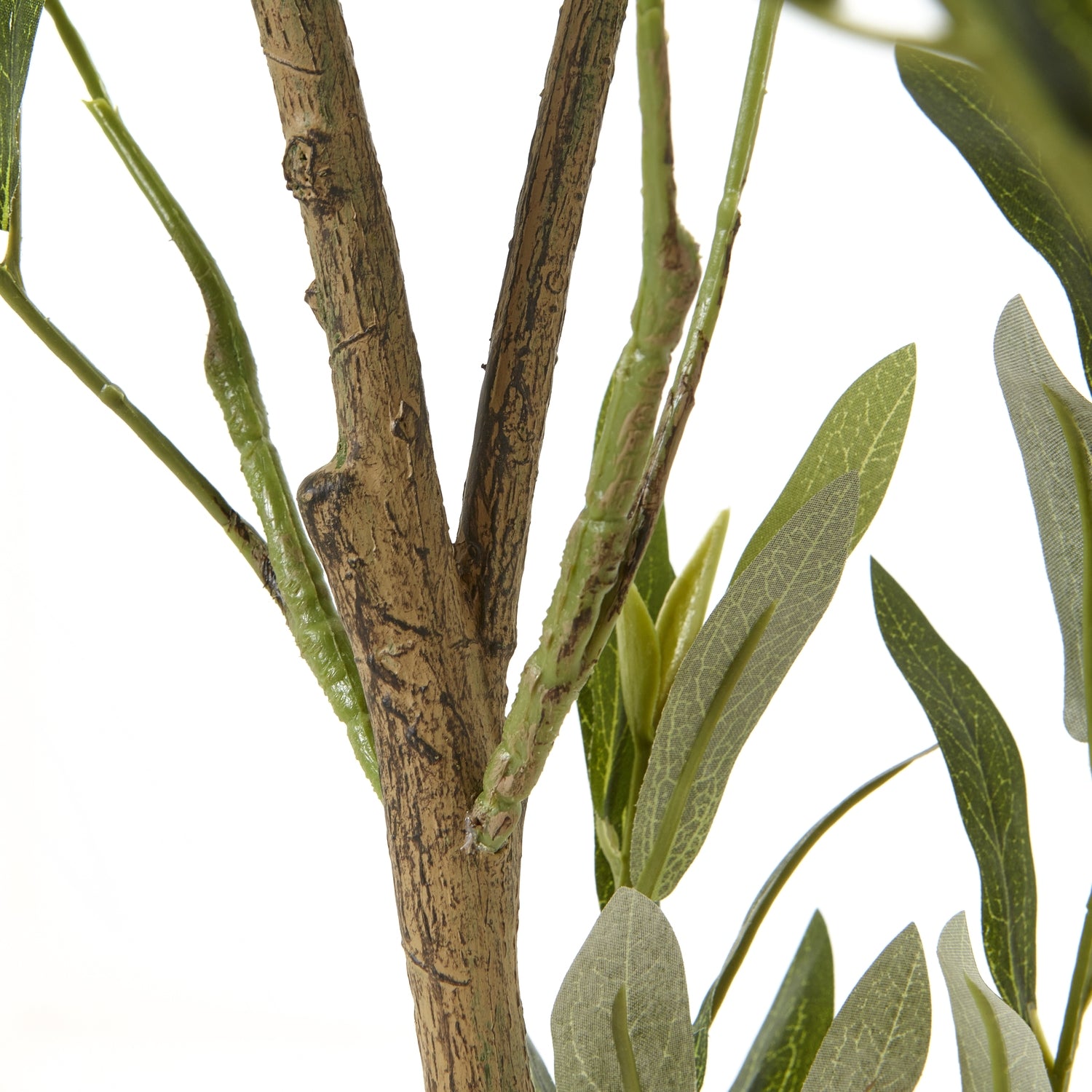 Apulia Olive Tree In White Pot 150Cm image 2