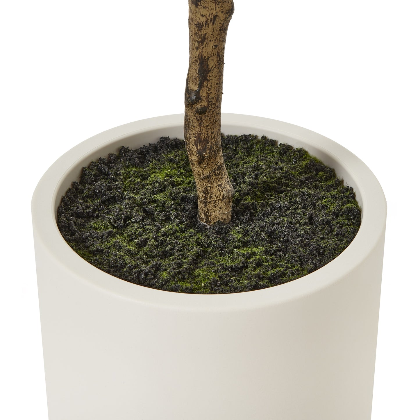 Apulia Olive Tree In White Pot 180Cm image 3