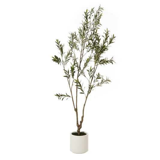 Apulia Olive Tree In White Pot 210Cm image 0