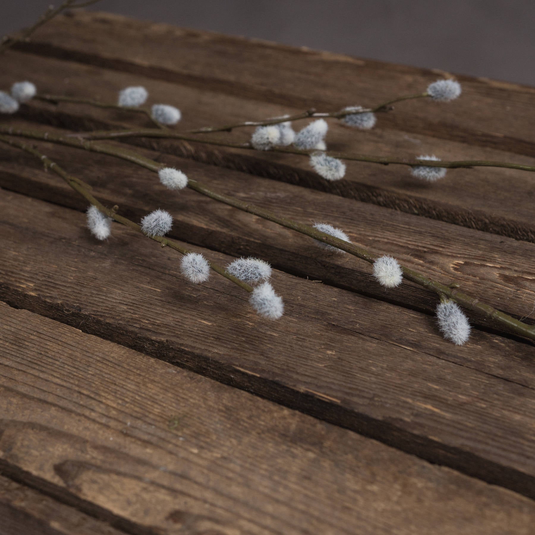 Pussy Willow Branch image 2