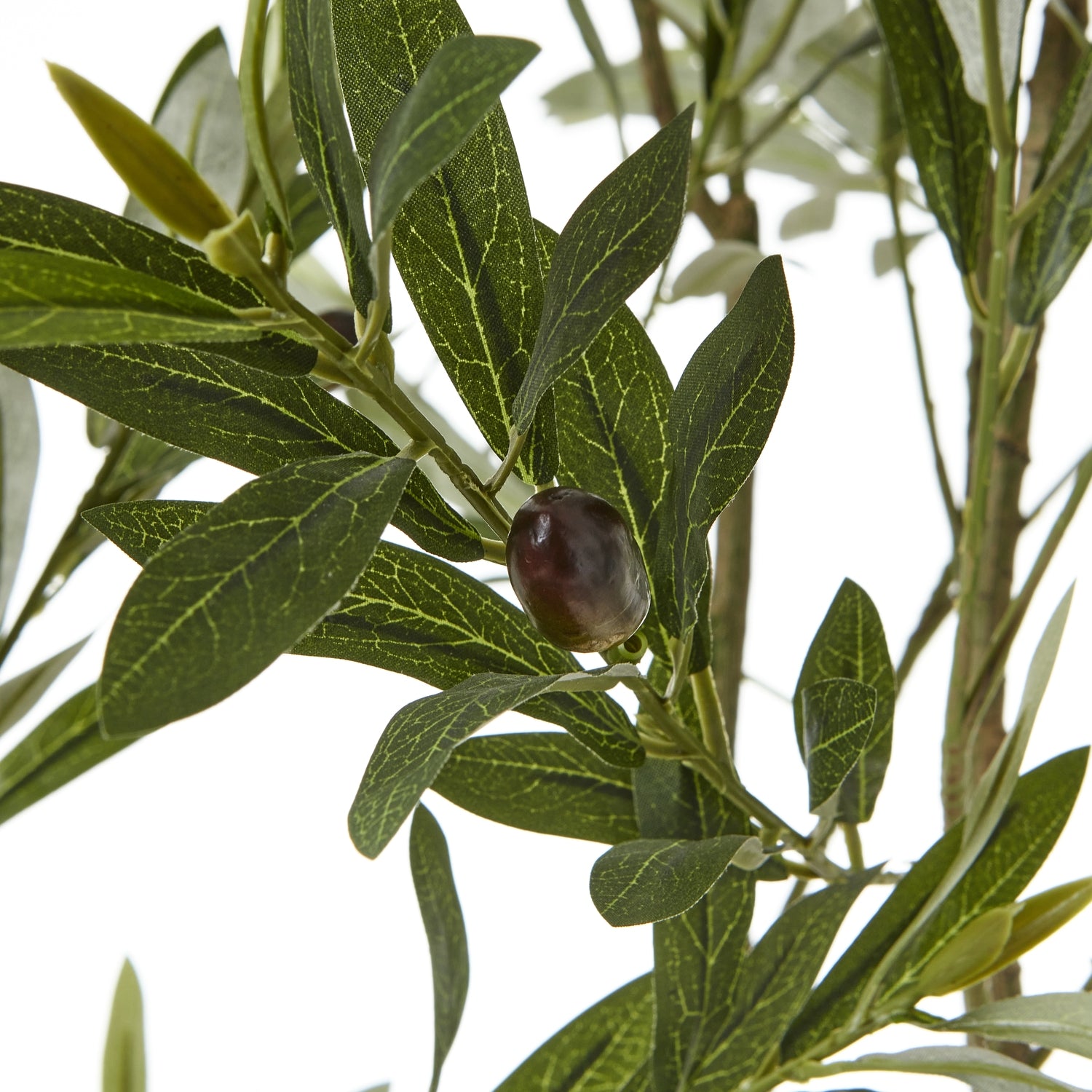 Apulia Olive Tree In White Pot 200Cm image 1