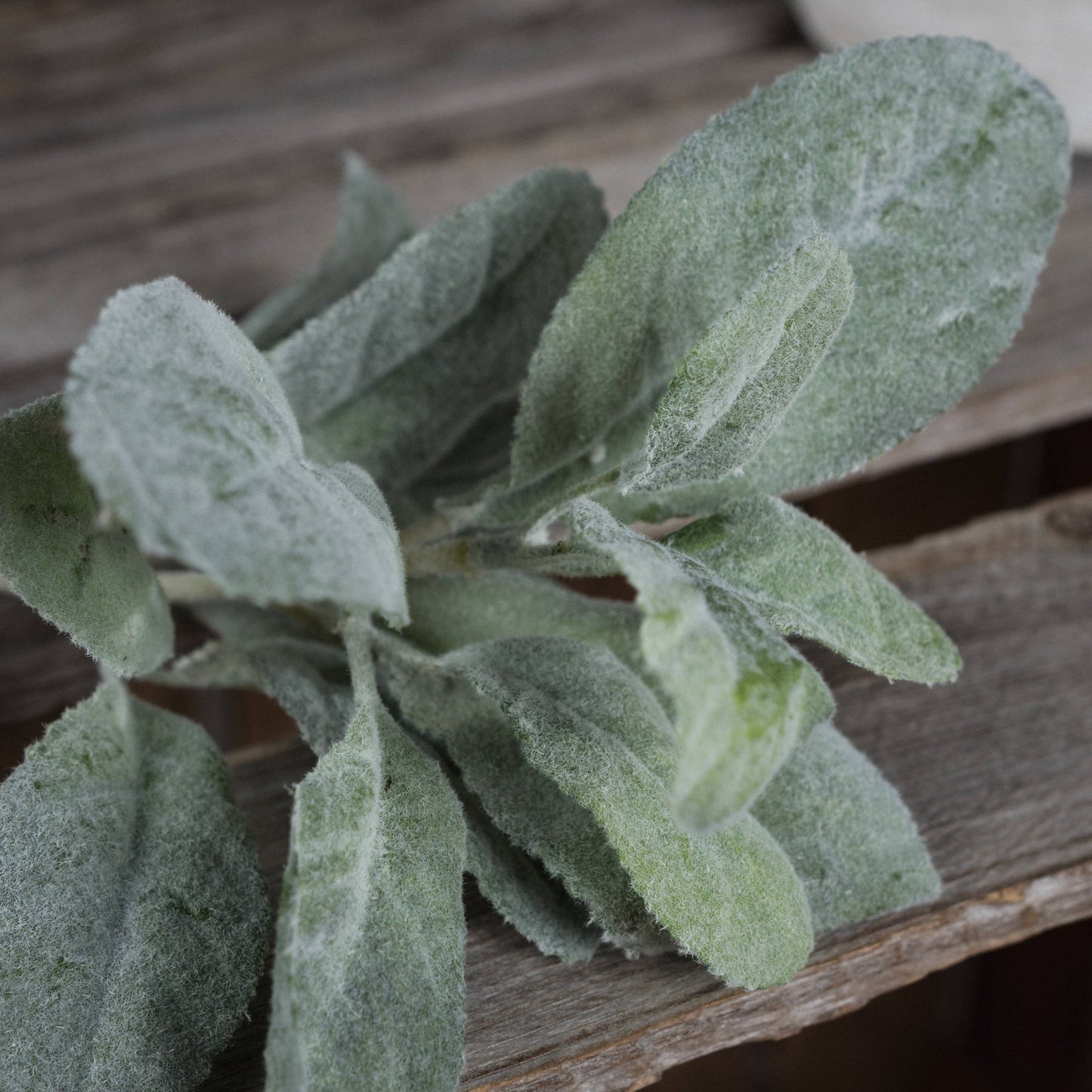 Lambs Ear Spray image 2
