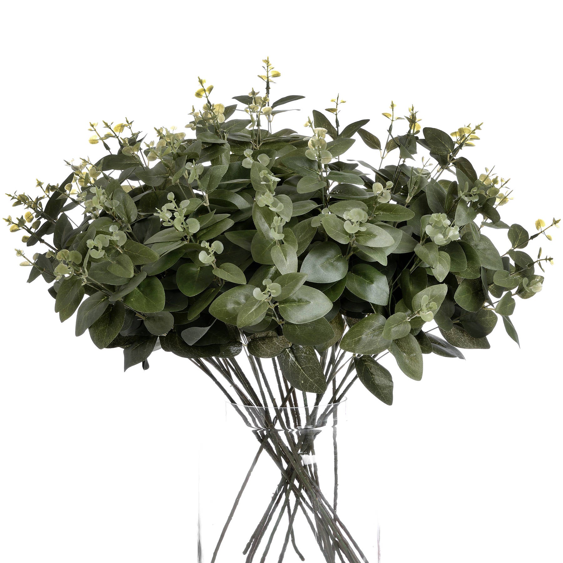 Cineraria Eucalyptus Spray image 3
