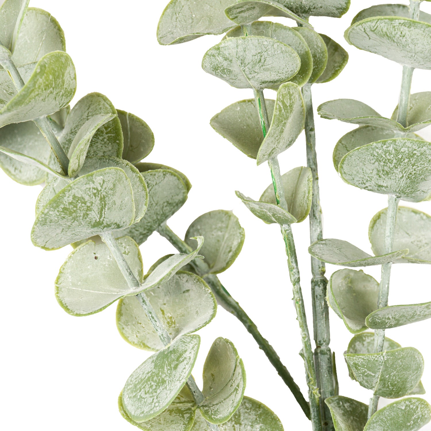 Gunnii Eucalyptus Spray image 1