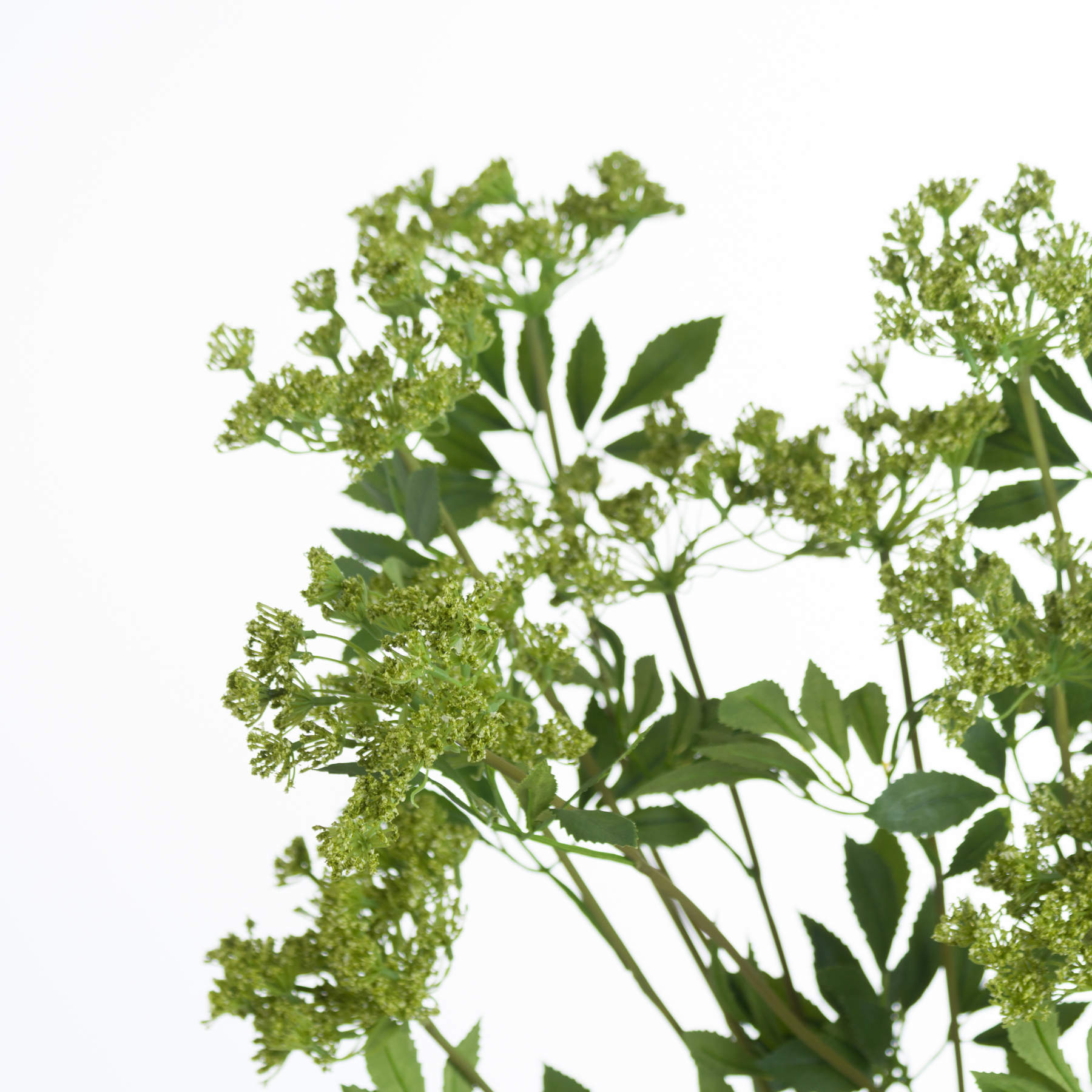 Faux Cow Parsley Ammi image 4