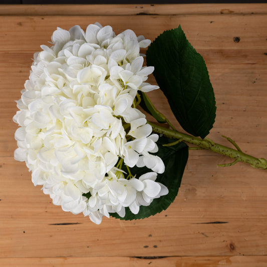Oversized White Hydrangea image 1