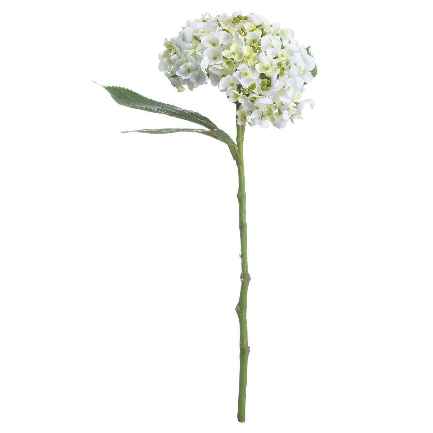 White Lace Cap Hydrangea image 2