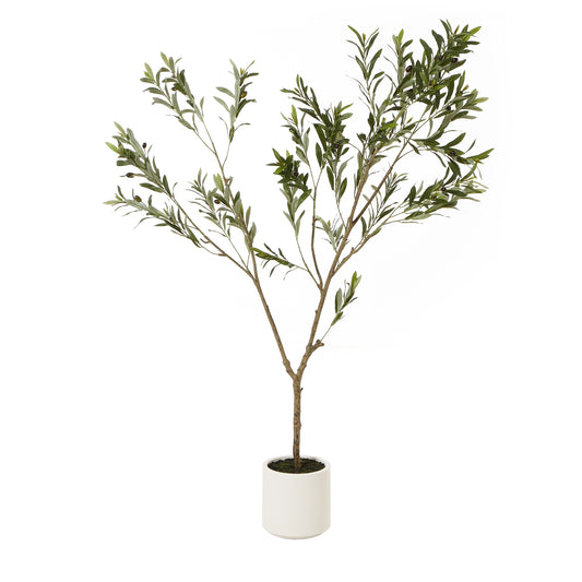 Apulia Olive Tree In White Pot 180Cm image 0