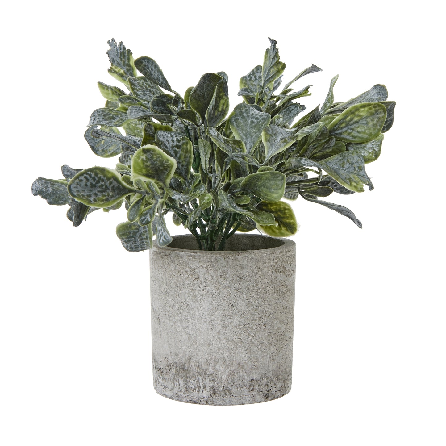 Small Giana Eucalyptus Plant In Grey Pot image 0