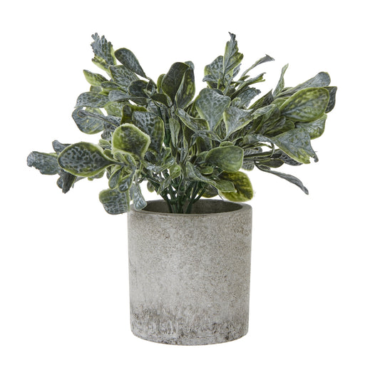 Small Giana Eucalyptus Plant In Grey Pot image 0
