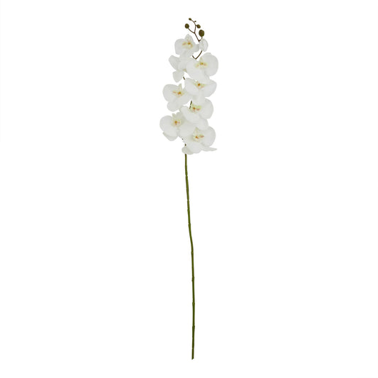 Tall White Butterfly Orchid Stem image 0