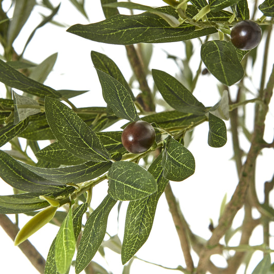 Apulia Olive Tree In White Pot 240Cm image 1
