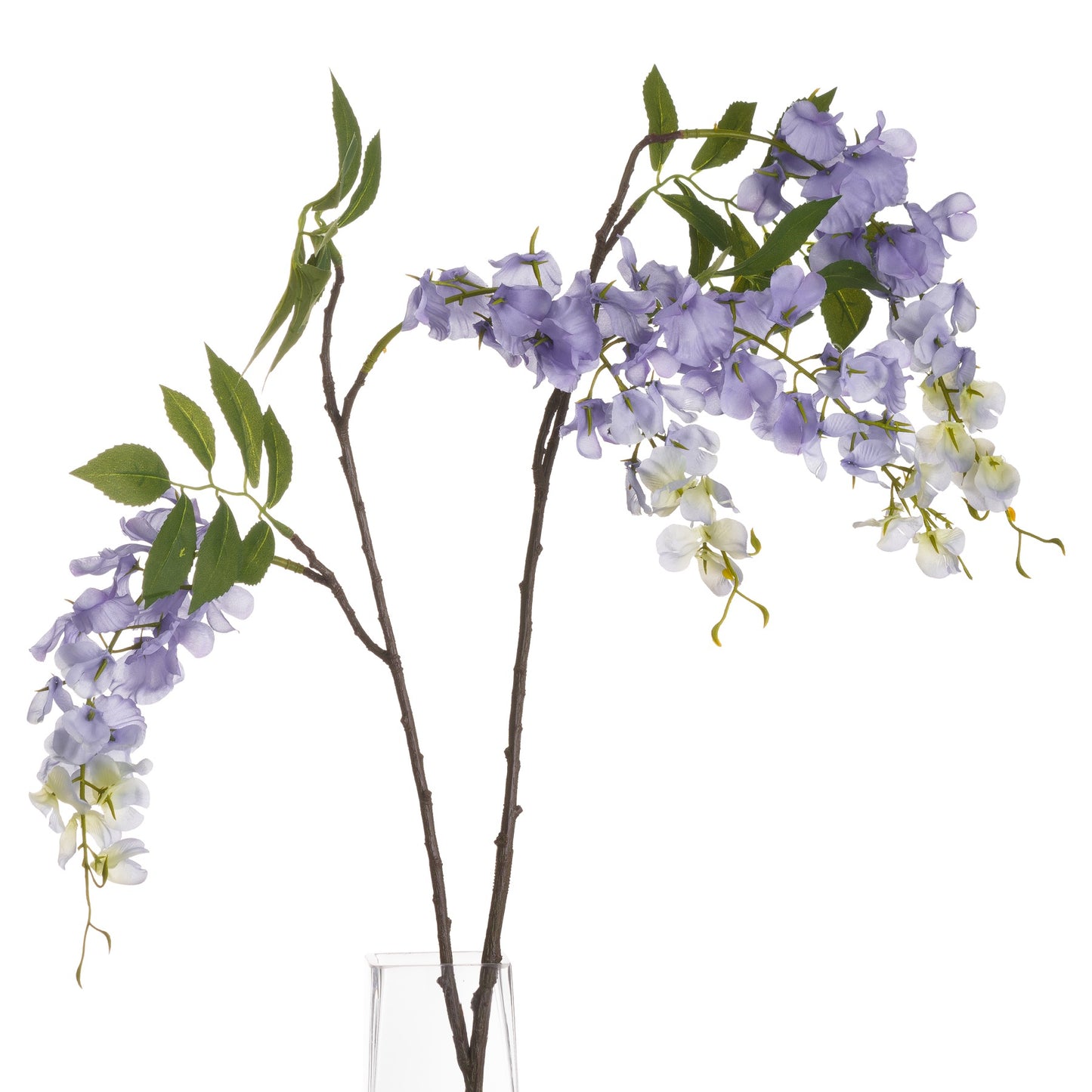 Lilac Wisteria image 2