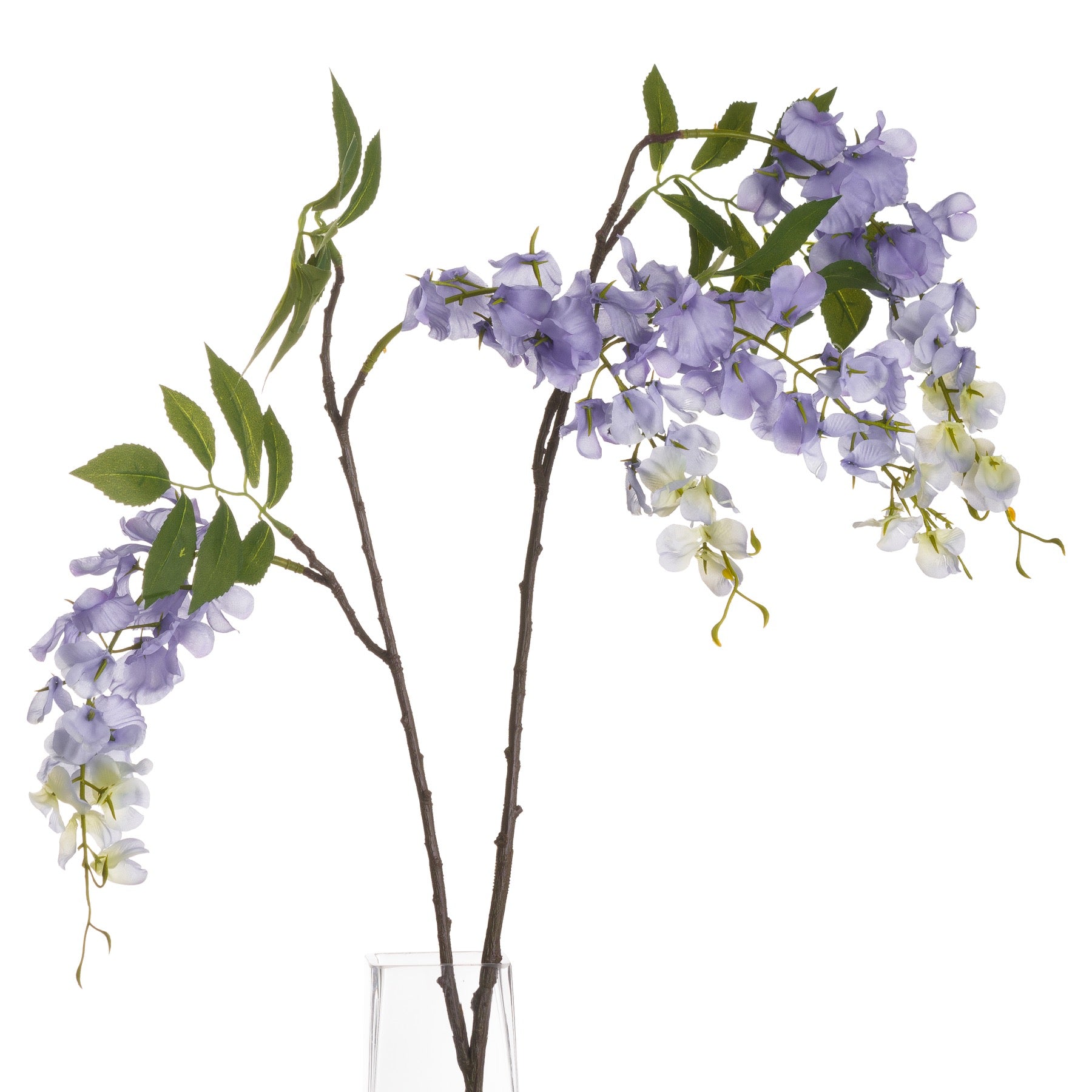 Lilac Wisteria image 2