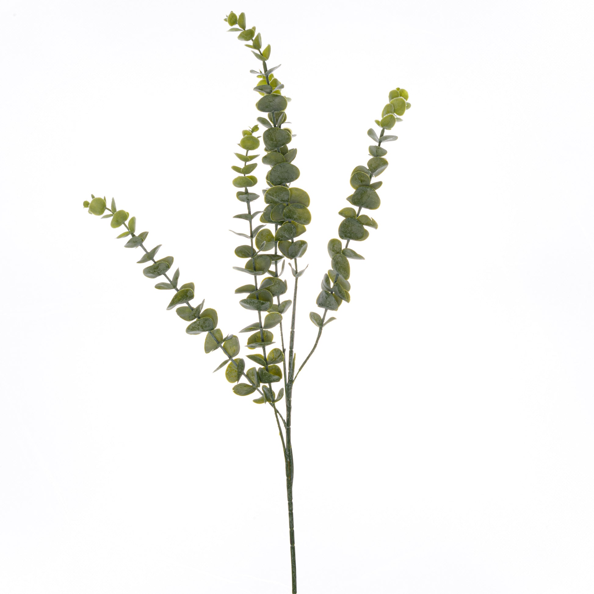 Gunnii Eucalyptus Spray image 0
