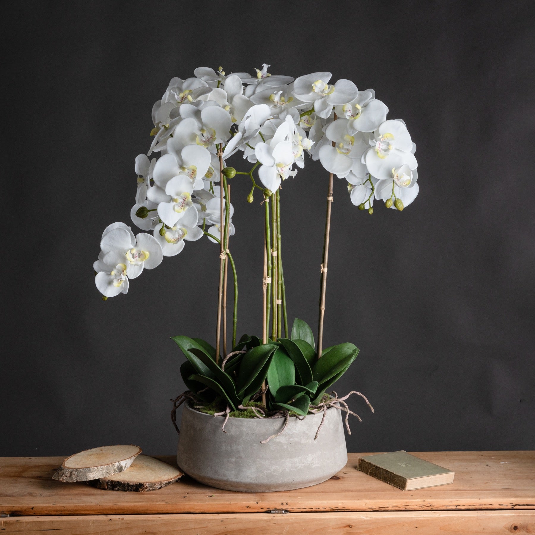 Large White Orchid In Stone Pot image 0