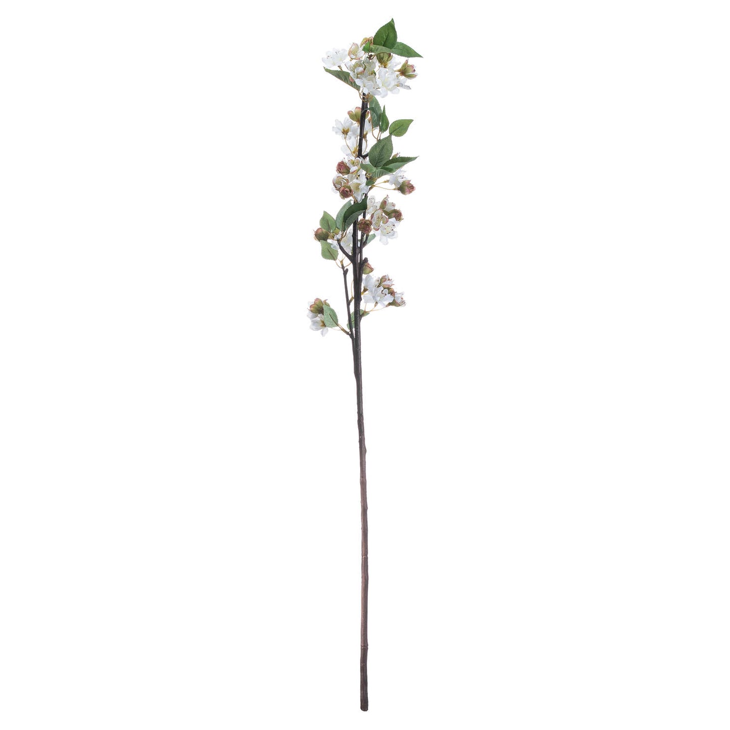 English Blossom Branch image 3