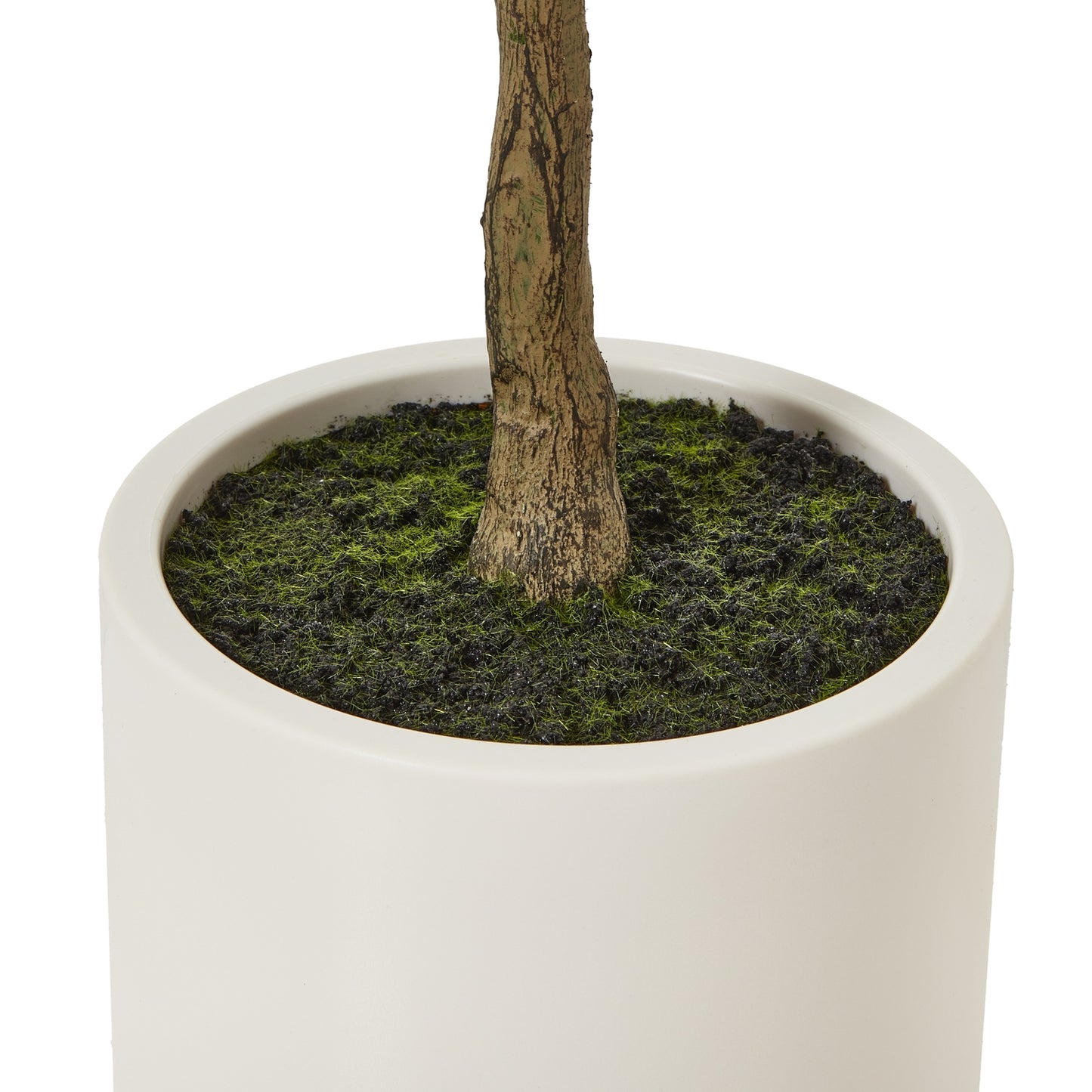 Apulia Olive Tree In White Pot 150Cm image 3