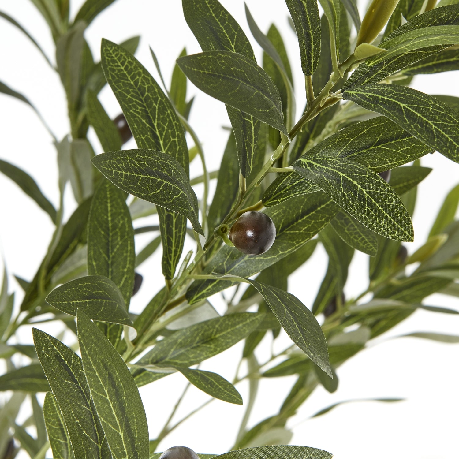 Apulia Olive Tree In White Pot 180Cm image 1