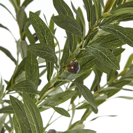 Apulia Olive Tree In White Pot 180Cm image 1