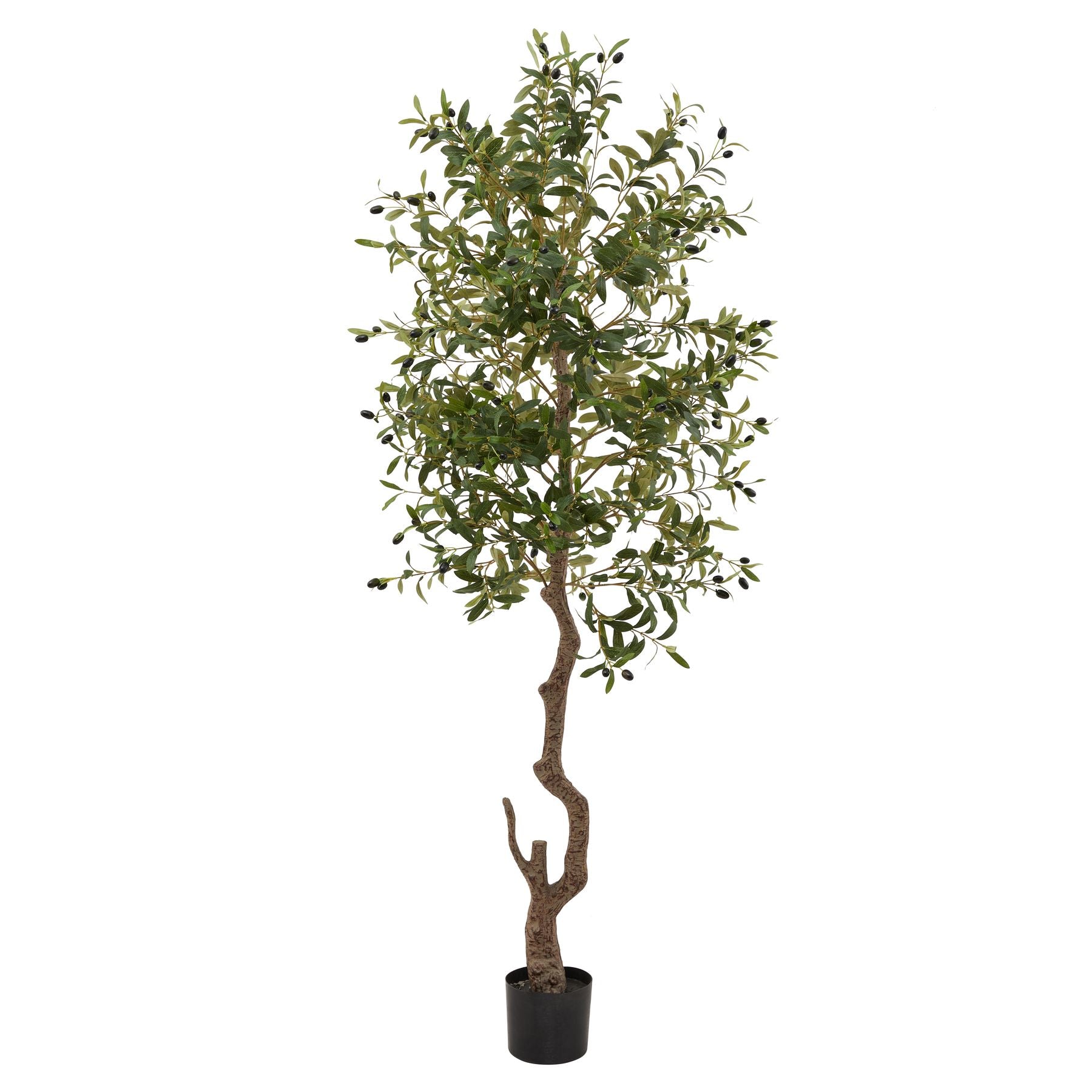 Calabria Large Olive Tree image 0