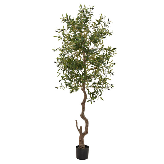 Calabria Large Olive Tree image 0