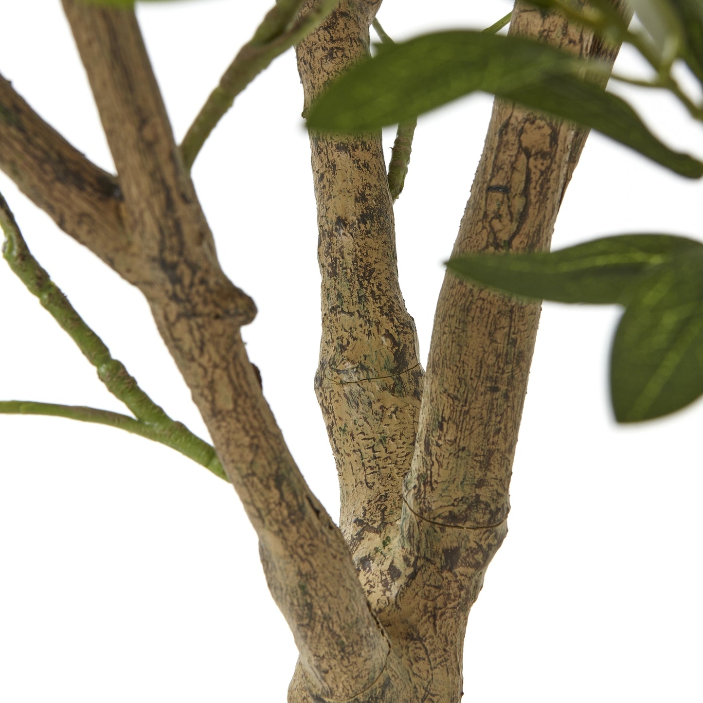 Apulia Olive Tree In White Pot 240Cm image 2