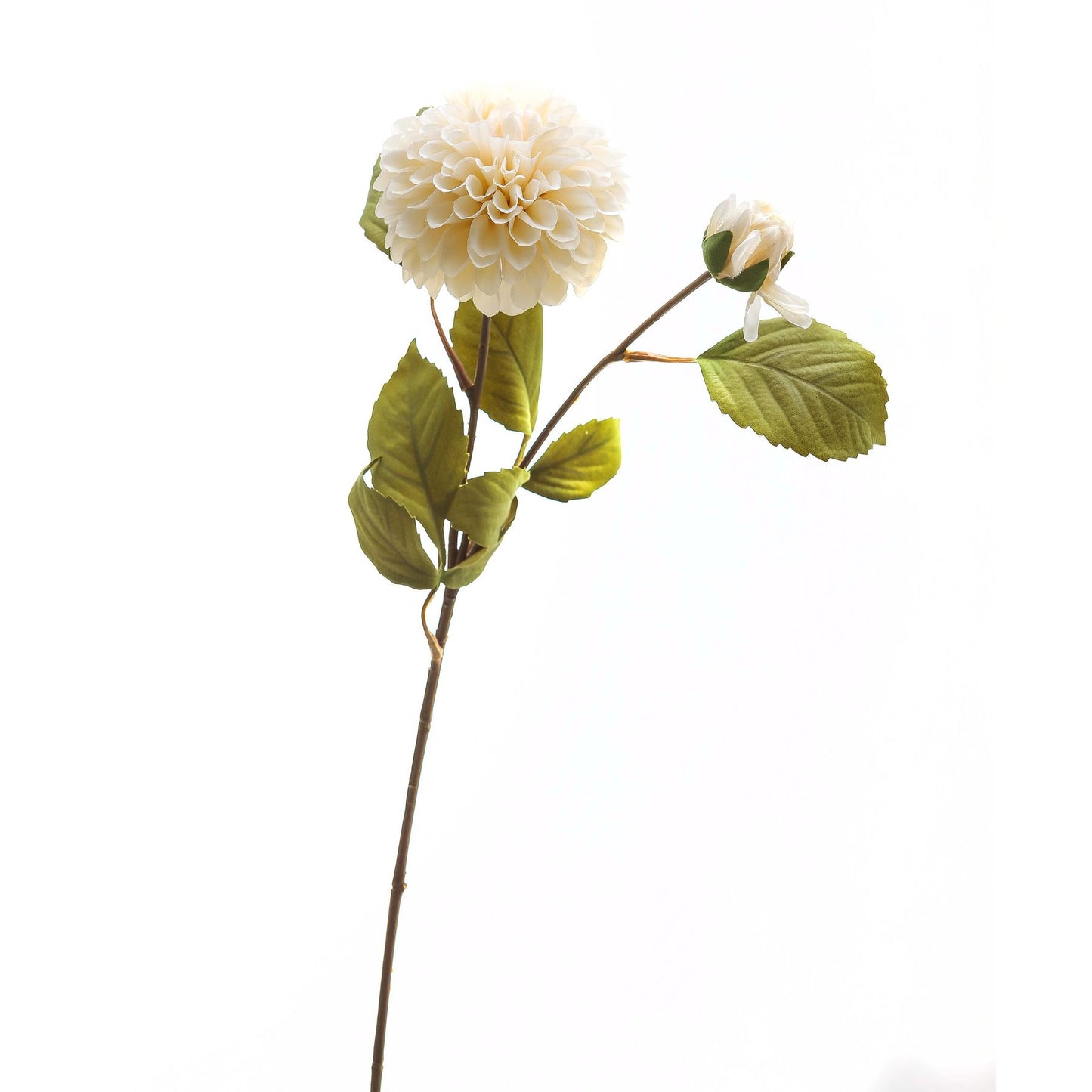 White Dahlia Stem image 1