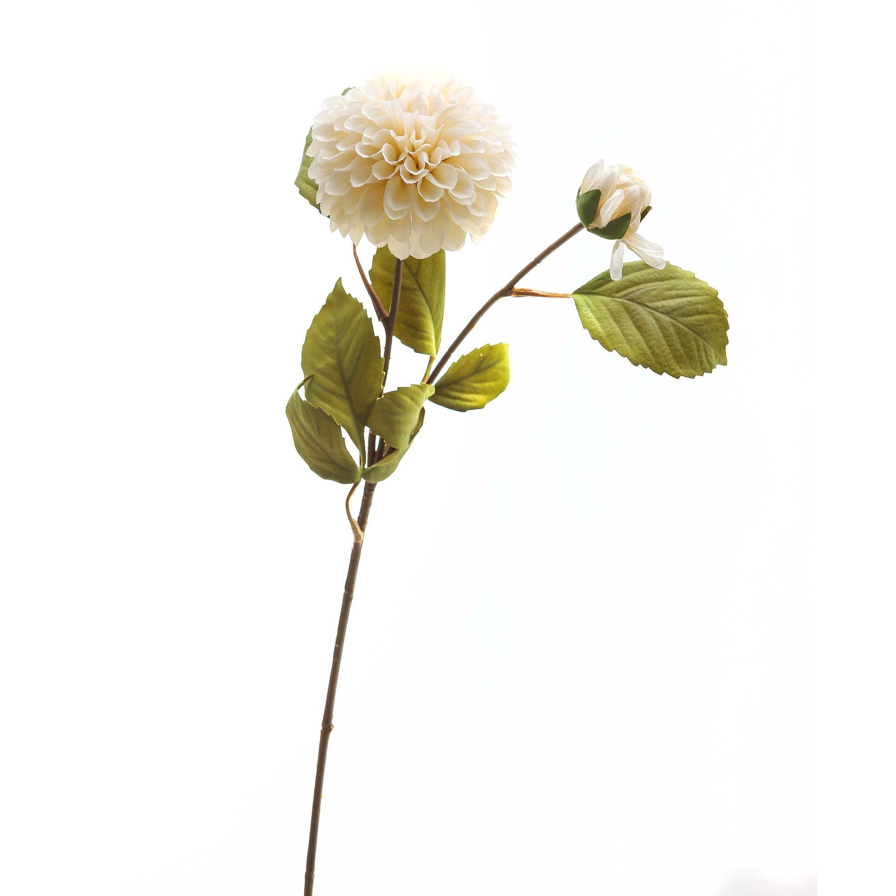White Dahlia Stem image 1