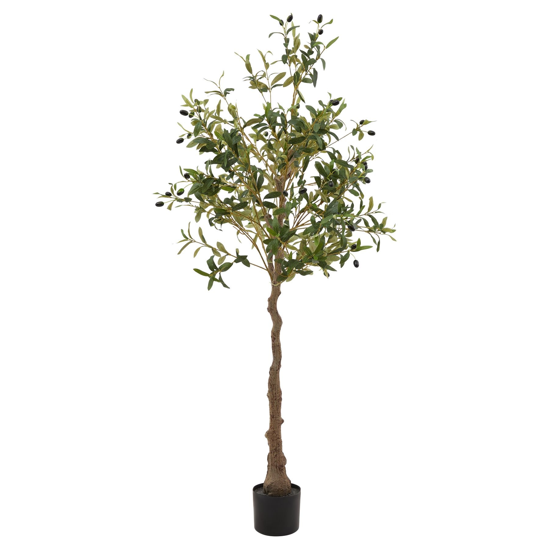 Calabria Olive Tree image 0
