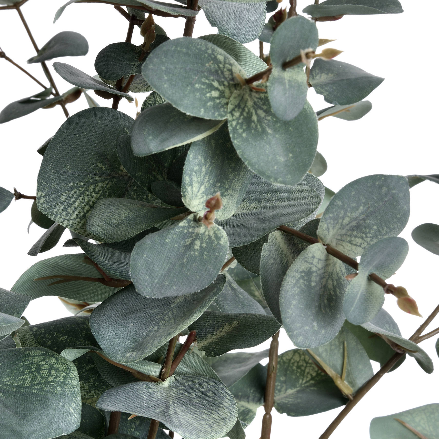 Variegated Eucalyptus image 4